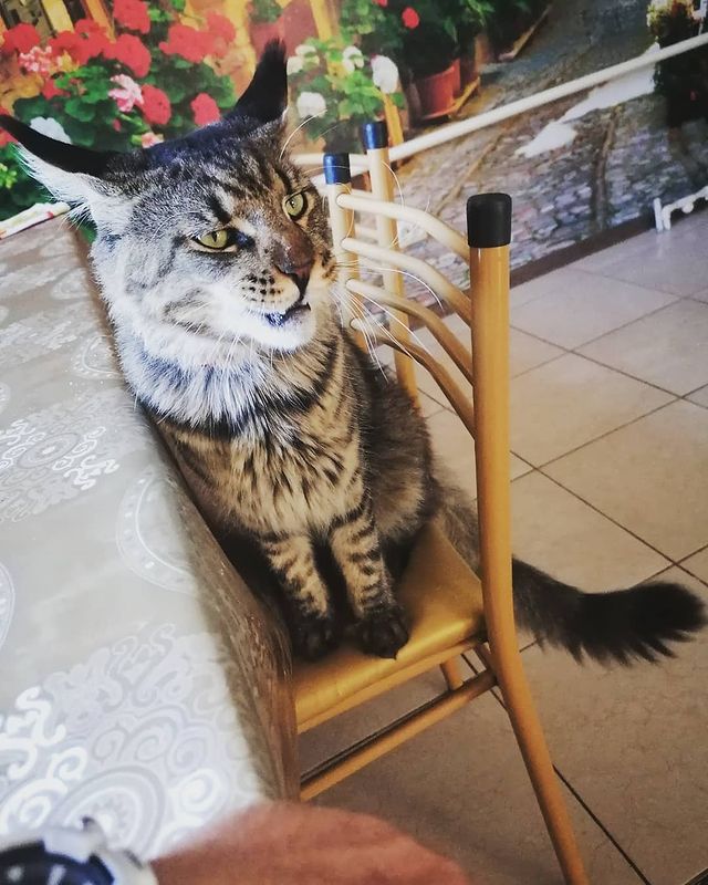 shulevmikhail в LOOKY. . Балдёжный котэ😊