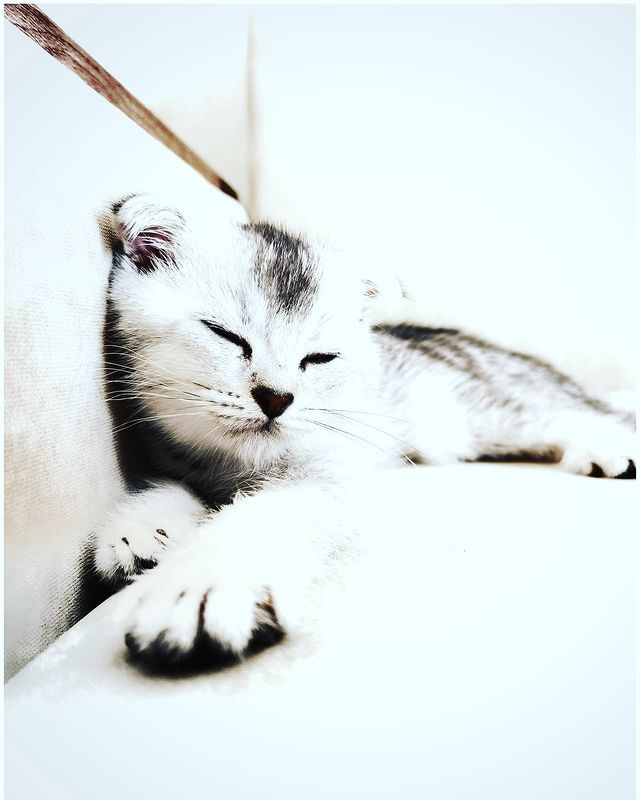 sharkk_k в LOOKY. . A new member of the ...