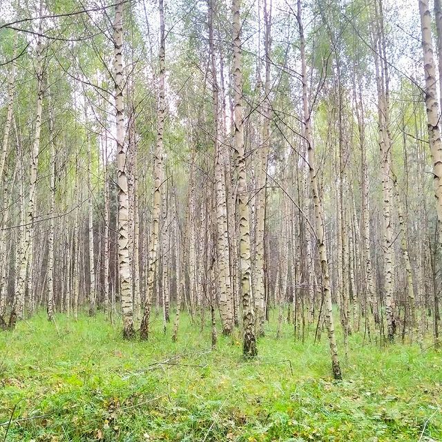 dimkaletow в LOOKY. . Грибов нет, но есть ...