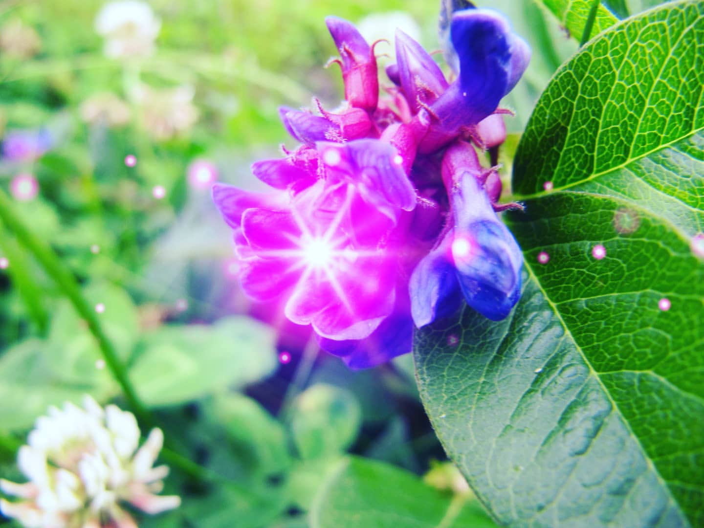 fotomirlike в LOOKY. #макро,#цветы,#природа,#растение,#цветок,#влд,#вдк,#vld,#зелень,#лето,#трава. #макро #цветы #приро...