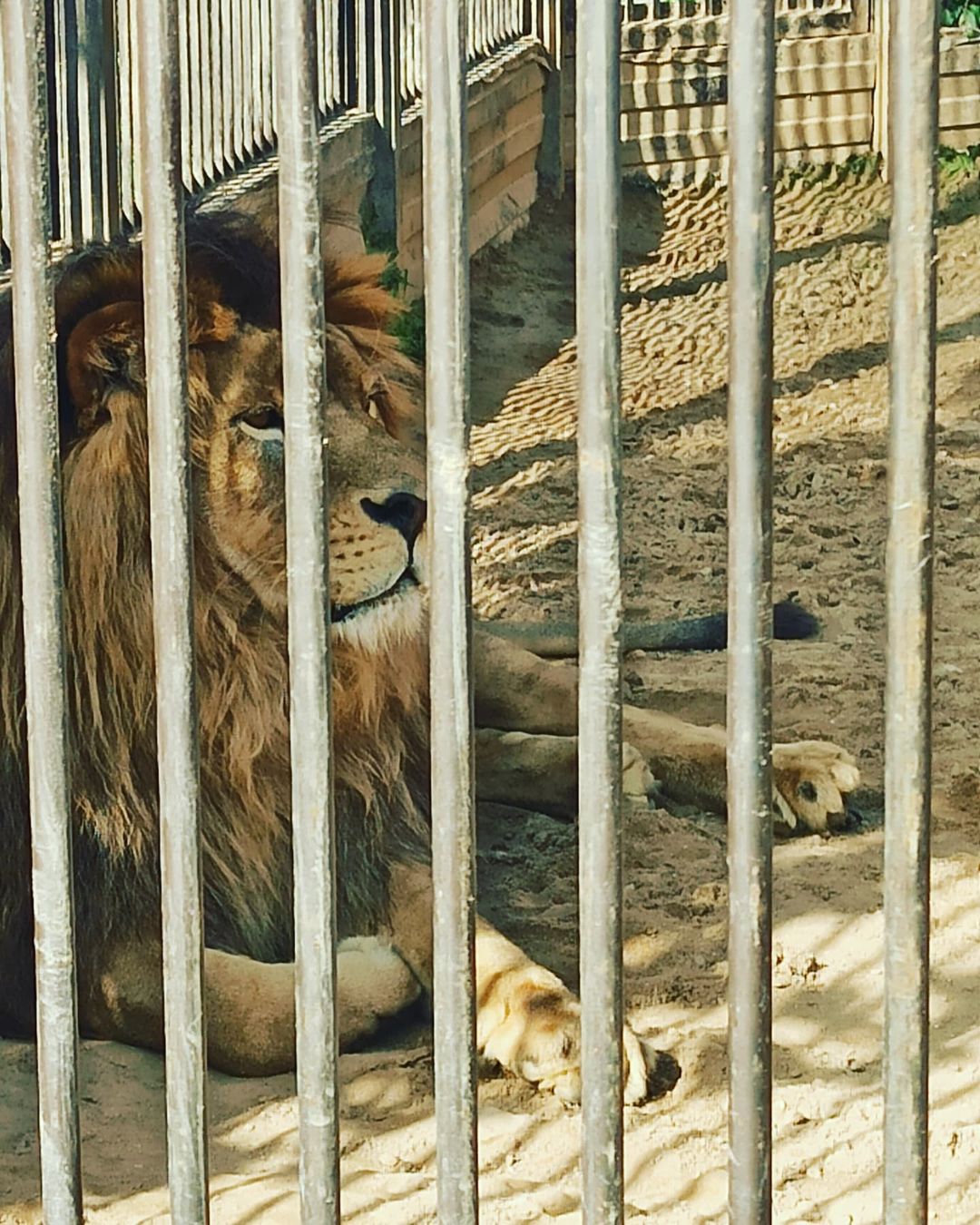 darya_art2020 in LOOKY. #lion,#лев,#47км. Грустные кисы🦁🦁
#e...