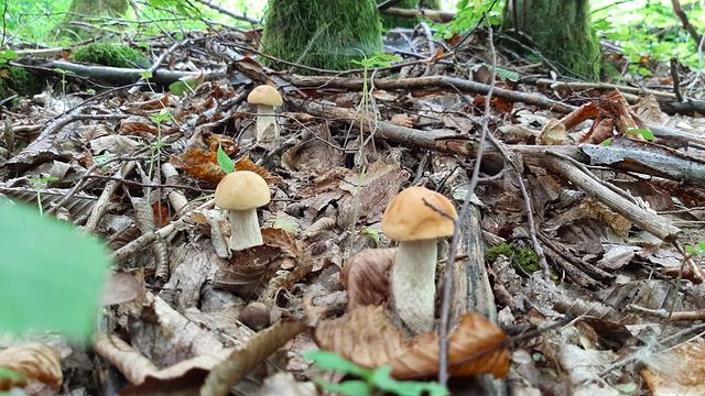 lenasvecha в LOOKY. #тихаяохота,#влесу,#грибы,#ногиболят,#спинаболит,#господиэтожвсёперебратьнадо,#огромныйтазикгрибов,#небылопечали. Грибалка трудовая- ш...