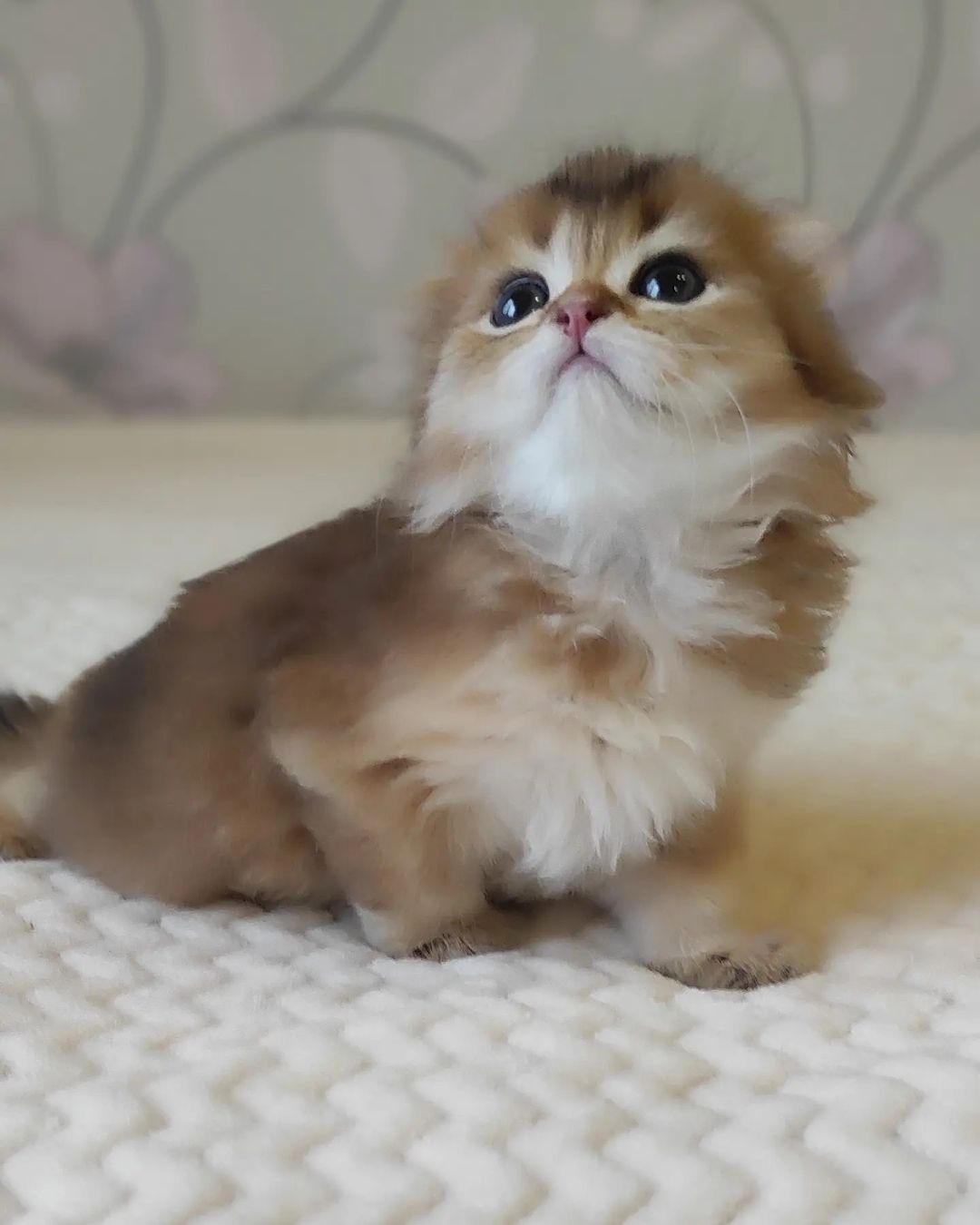 rustarfold в LOOKY — #scottishkitten #питомниккошек #свободныекотята #котятаизпит