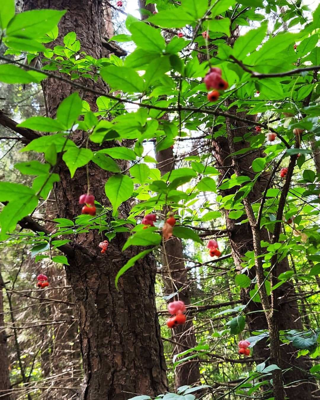 sindbad38 в LOOKY — фото 9