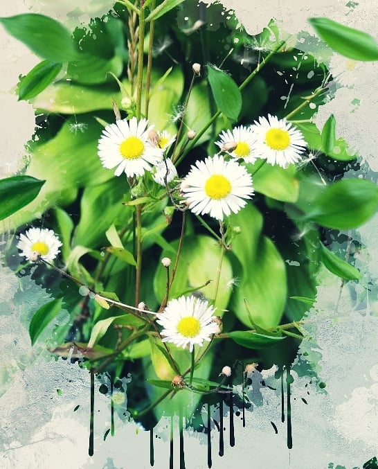 fotomirlike в LOOKY. #цветы,#природа,#красиво,#фото,#зелень,#цветок,#лето,#фильтрыинстаграма,#обработкафото,#влд,#вдк,#vld,#vdk,#макро. #цветы #природа #кра...