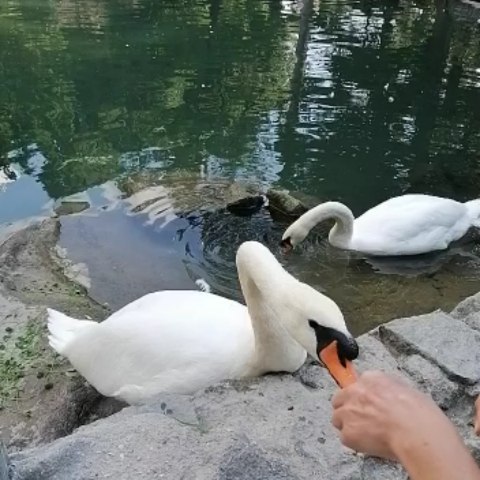 psasgpksp в LOOKY. . Гуси Лебеди