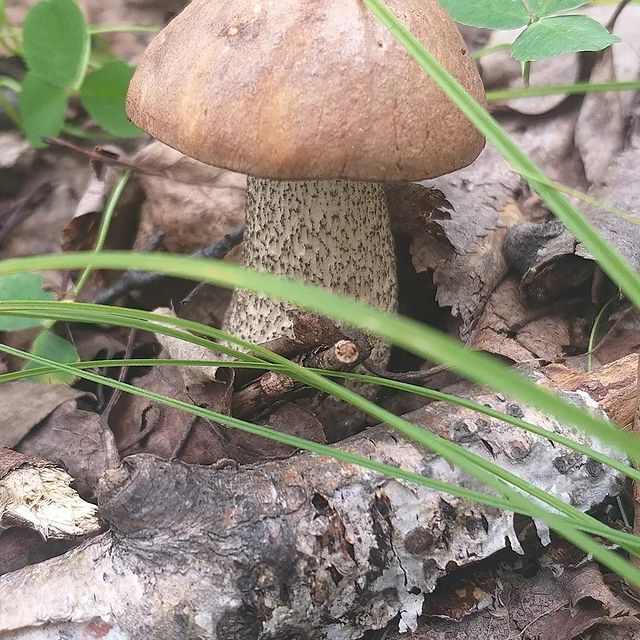 olgakvochko в LOOKY. #закаменск,#люблюгрибочки,#лесныедары,#берегитеприроду. Наша тихая охота🍄#р...