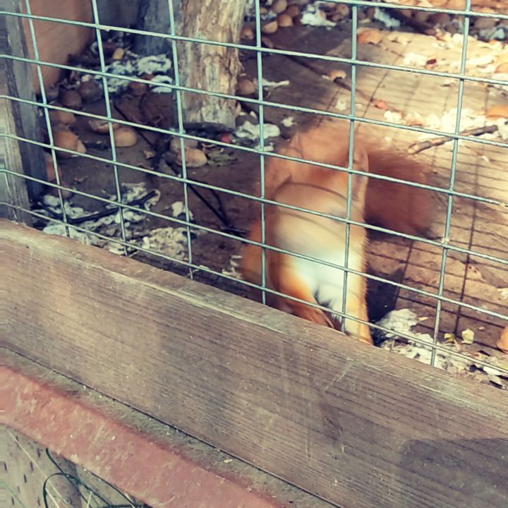 russian__fox в LOOKY. #белкаонлайн. Когда на работе на м...