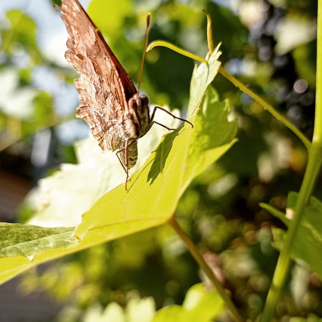 vitoseya в LOOKY. #лето,#село,#свобода,#природа. Кусочек лета вам в л...