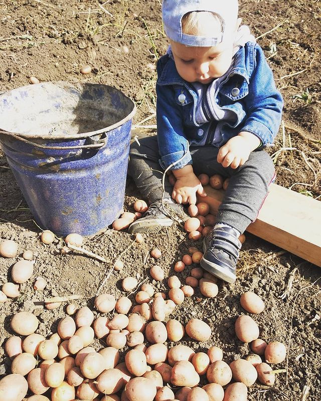 natal1katrya в LOOKY. #урожай2021#Красноуфимск#картошка#урал#трудимсясемьей#трясцины#папамамасын👪❤️#сад#воскресенье#амогбытьвыходной#вместевеселее. Папин и мамин помощн...