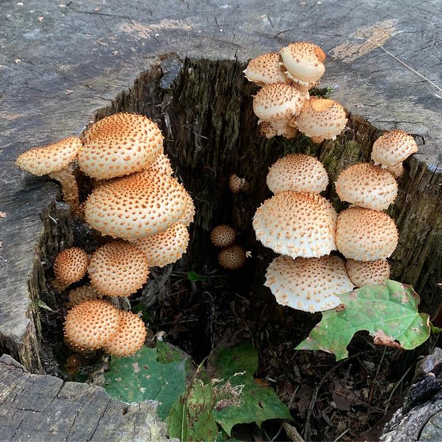 sophirome в LOOKY. #девиртуализация,#чешуйчатка,#pholiota. раньше я встречала ч...