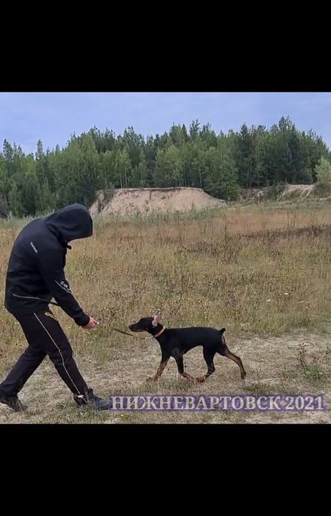 dressirovka_nv in LOOKY. . Все должно быть пози...