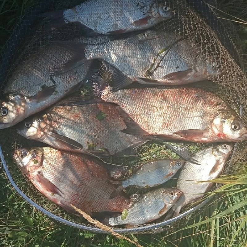 alexey_v_fishing в LOOKY — фото 2