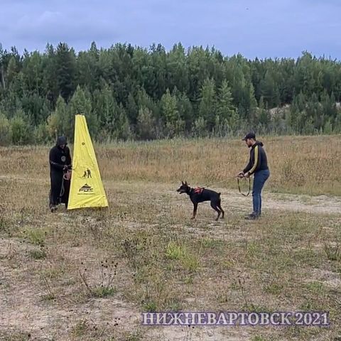 dressirovka_nv in LOOKY. . Защитный раздел. Со ...
