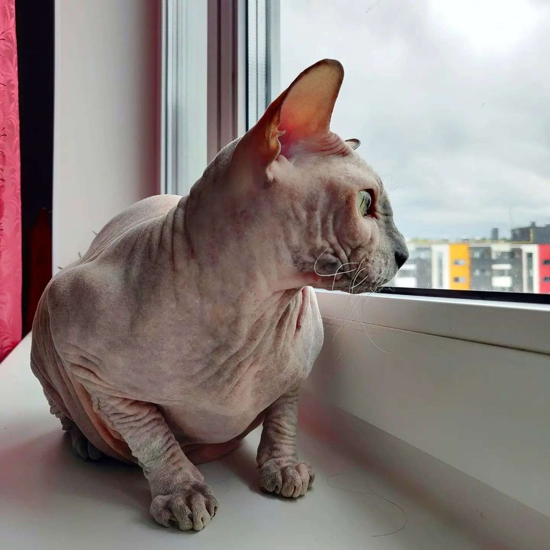 eva_sphynx_cat в LOOKY — фото 2