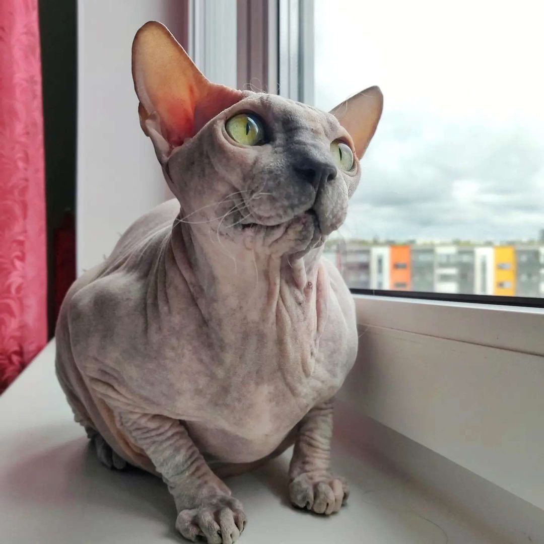 eva_sphynx_cat в LOOKY — фото 1
