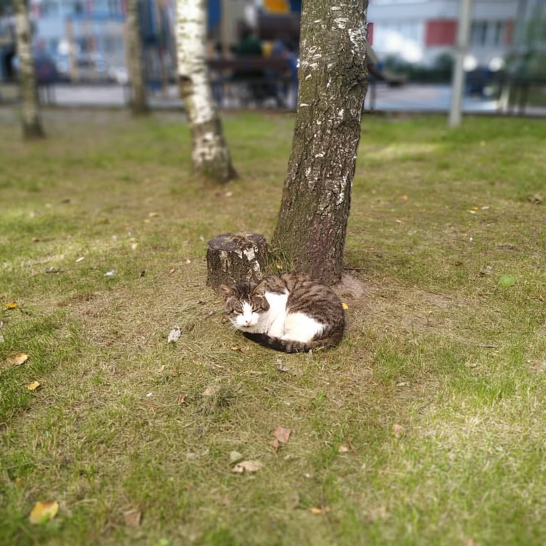 akarius_book_life в LOOKY — Вот такие в Питере подберезовики #питер #котики #подберезови