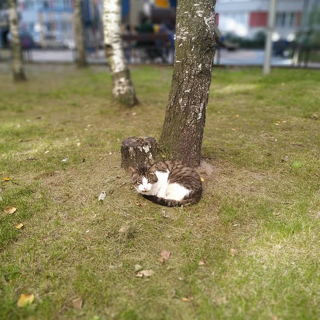akarius_book_life в LOOKY. #питер,#котики,#подберезовик. Вот такие в Питере п...