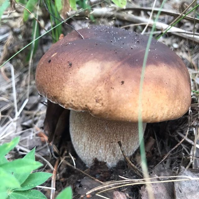 katerinalar в LOOKY. #осень,#1сентября,#грибы,#осеннийлес,#лето,#немосква,#грибнойгод,#закатки,#заготовкиназиму,#рецепты,#джунглибантика,#умамули❤️,#люблю. Ну что ж, сегодня мо...