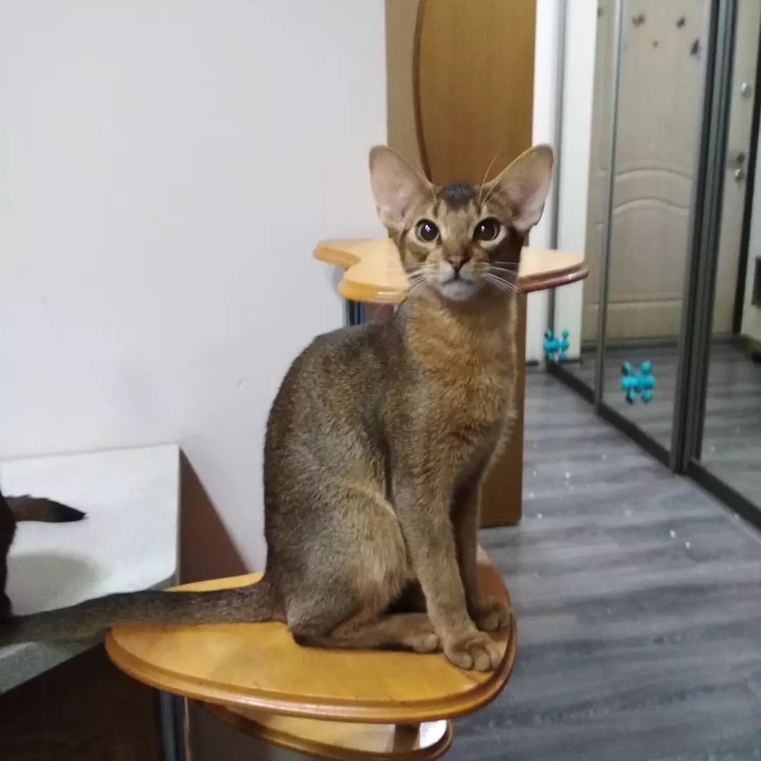 abyssinian_wildaby в LOOKY — фото 2