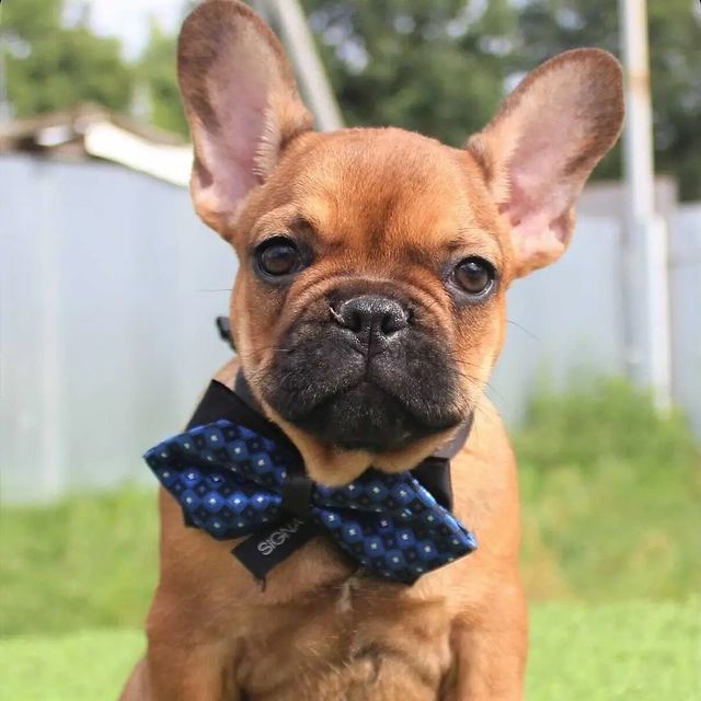 mstishkin в LOOKY. #французскийбульдог,#щенокфранцузскогобульдога,#frenchbulldog,#frenchbulldogpuppy. Ульрих Империя

Наш ...