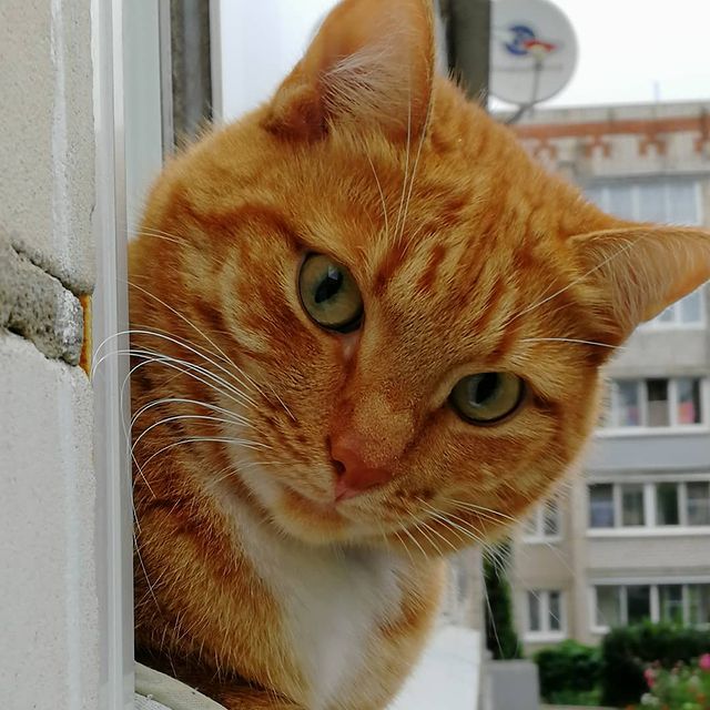 ycbl_ov4arki в LOOKY. #😼,#кот,#котофей,#рыжик,#владимирскаяобласть,#вязники33,#вязники,#33rus,#хитраяморда,#шерстяной. Ну и куда ж без коти...