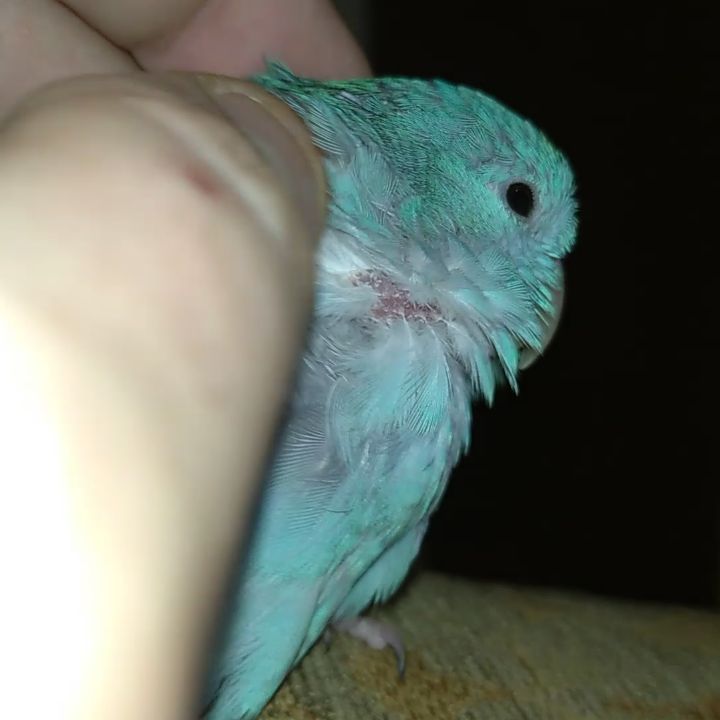 eeenverkilinccc в LOOKY. #forpusturkiye,#forpuspapağani,#forpus,#forpusankara,#forpusbird,#forpusinlove,#forpusüretim,#forpuspapağanı,#forpusparrot,#forpussahiplendirme,#forpusparrotlet,#forpuspapagani,#forpusofinstagram,#forpusturkey,#forpustürkiye,#parrolet,#parrotlet,#ankara,#çubuk,#pursaklar,#akyurt,#keçiören. 💤😴🛌

#forpusturki...