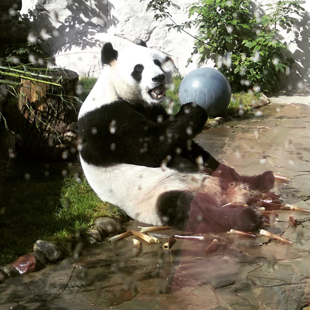 storozhukvyacheslav в LOOKY — #панда🐼