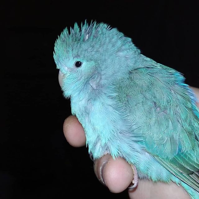 eeenverkilinccc в LOOKY. #forpusturkiye,#forpuspapağani,#forpus,#forpusankara,#forpusbird,#forpusinlove,#forpusüretim,#forpuspapağanı,#forpusparrot,#forpussahiplendirme,#forpusparrotlet,#forpuspapagani,#forpusofinstagram,#forpusturkey,#forpustürkiye,#parrotlet,#parrolet,#ankara,#çubuk,#pursaklar,#akyurt,#keçiören. Pofudukgiller 🧸🐤

...