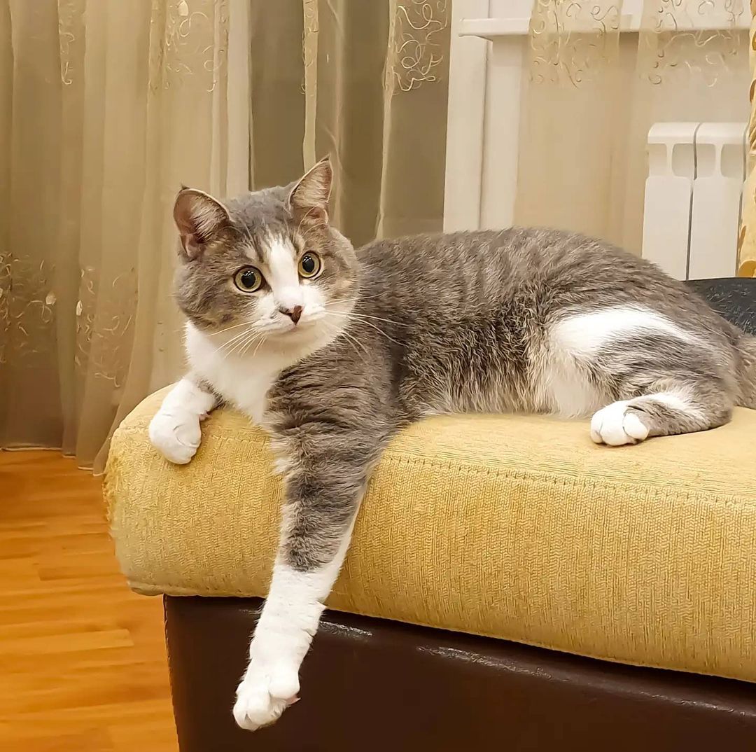 it.kotik в LOOKY — Если бы кошки умели говорить, они бы все равно молчали 
#жиз