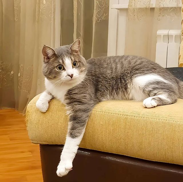 it.kotik в LOOKY. #жизнькота,#котаристократ,#котариум,#кошки,#мойкот. Если бы кошки умели ...