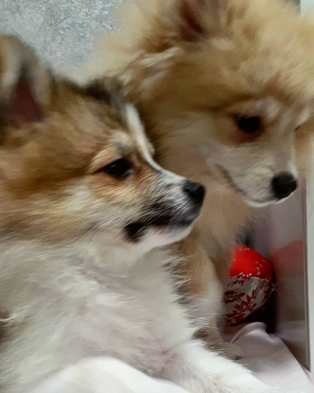 1svetok в LOOKY — А нам 🐶🐶 сегодня 3 месяца!!! 🥳🎂🎁