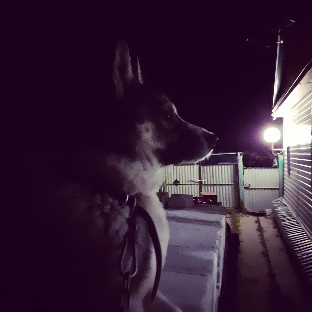 dmitryyuryevich0201 в LOOKY. #другчеловека,#настражепорядка,#рэкс. #другчеловека #настр...