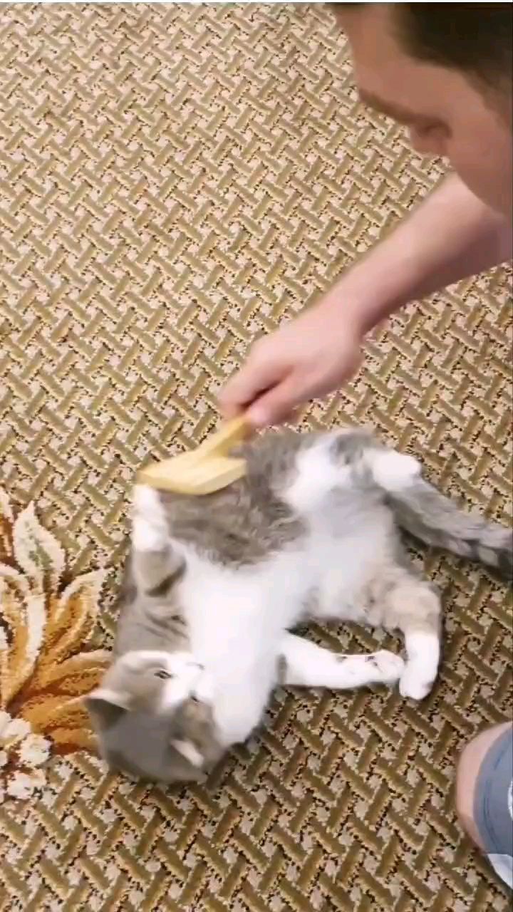 it.kotik в LOOKY. #кот,#коттихон,#кошки,#зеленоград,#животныезеленоград. Ритуал на добро, ден...