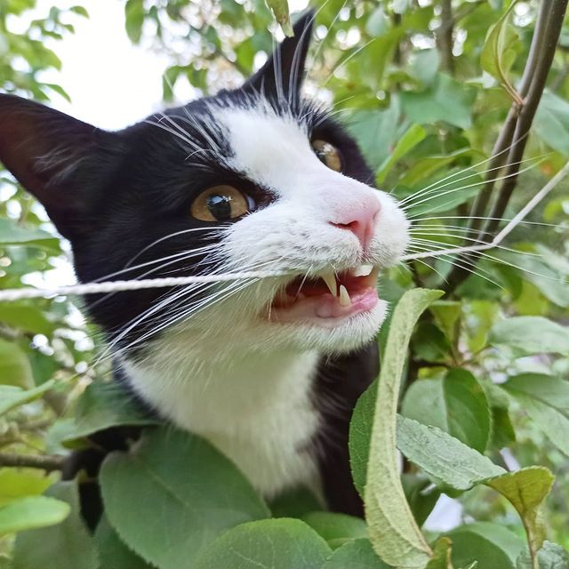 lifechickspb в LOOKY. #кот,#котики,#котейка,#коты,#домашниеживотные,#питомцы,#питомец,#любимец,#животные,#дача,#осень,#смешныеживотные,#фото,#catlovers,#cats,#cat,#catsofinstagram,#catlife,#animals,#animals. 😄🥰
#кот #котики #к...