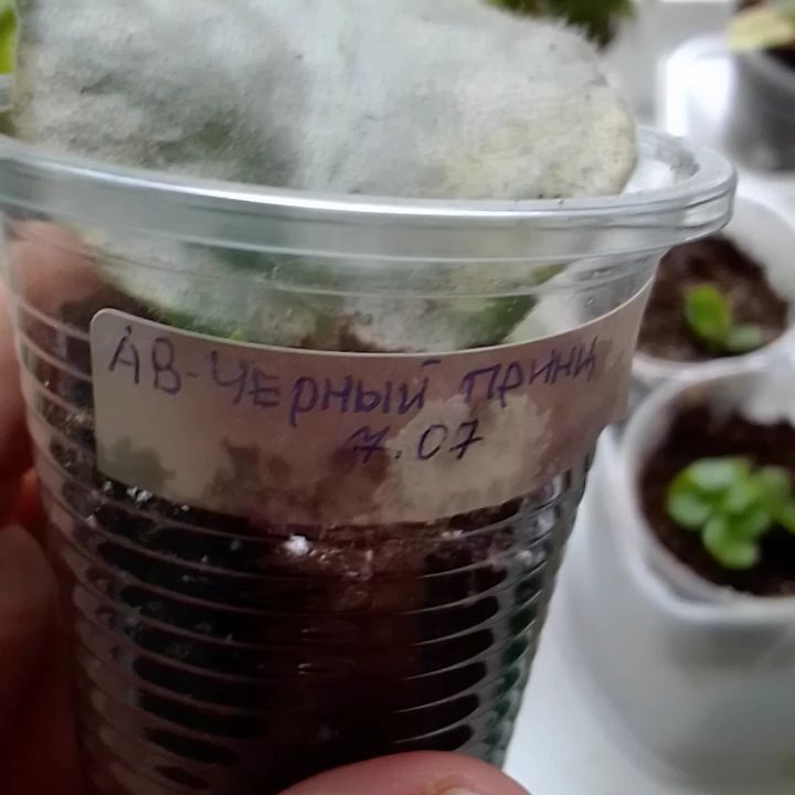 veratroshkova в LOOKY. #тюмень. Вот такое чудо )))))...