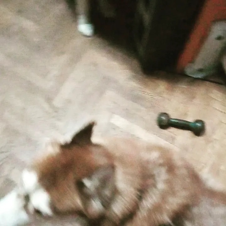 alx_nvsk в LOOKY. #husky,#huskiesofinstagram,#huskies,#siberian,#thehuskylove_feature,#huskigram_,#huskiesofig,#siberianhuskies,#justhuskies,#husky,#siberianhusky,#huskylove,#huskygram,#huskylife,#huskyphotography,#allthingshusky,#huskyofinstagram,#huskysiberiano,#huskyworld,#huskypuppies,#huskydog,#huskyoftheday,#lovehusky2021,#ersathemetalhusky. - Сколько места зани...