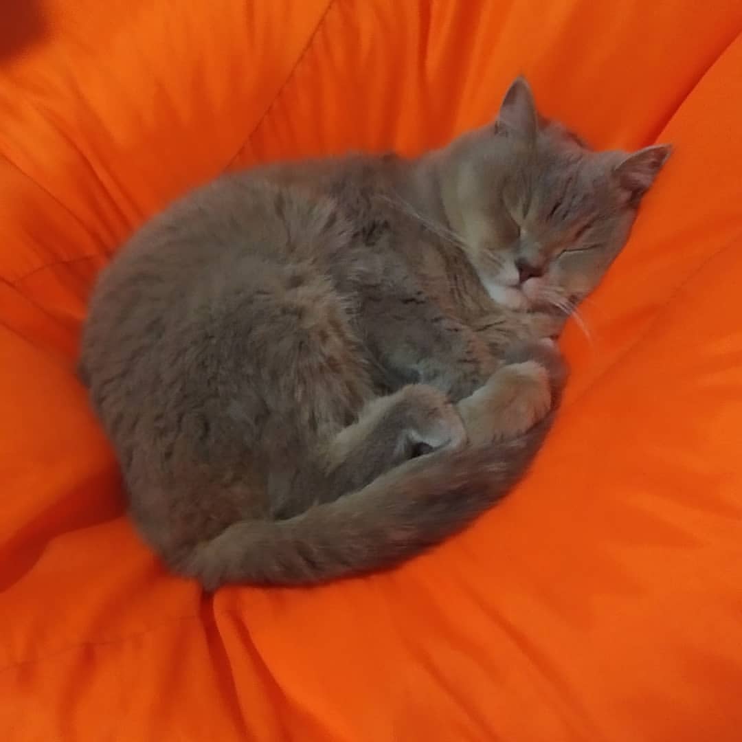 sandyfox07 в LOOKY. . Сладеньких снов ❤