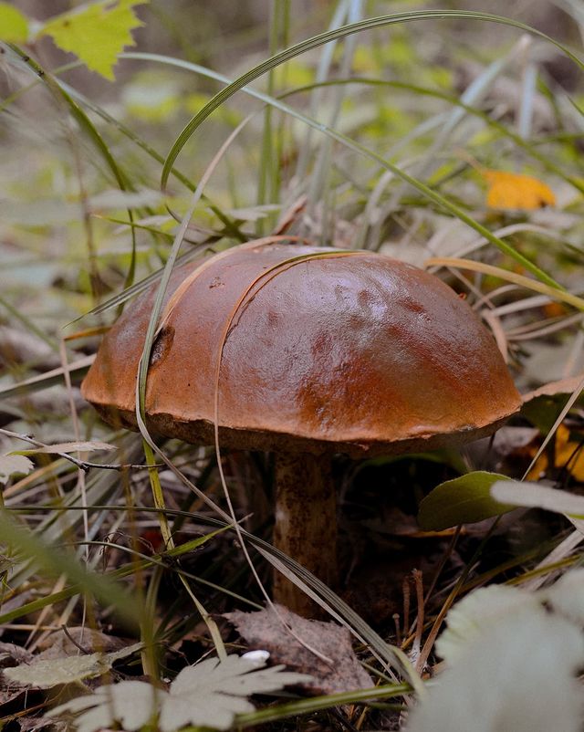 p_stasque в LOOKY. #kaluga,#калуга,#тихаяохота,#nikon,#d5200,#nikkor,#nikkor35mm,#35mm,#никон,#природа,#nature,#грибы,#mushrooms. Осенний лес, яркие ц...