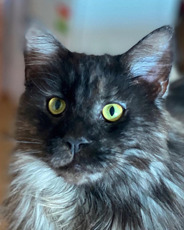 dinn_xt в LOOKY. #50оттенковмейнкуна,#mainecoonbluesmoke,#mainecoon,#mainecoon_banda. Привет, наши дорогие...