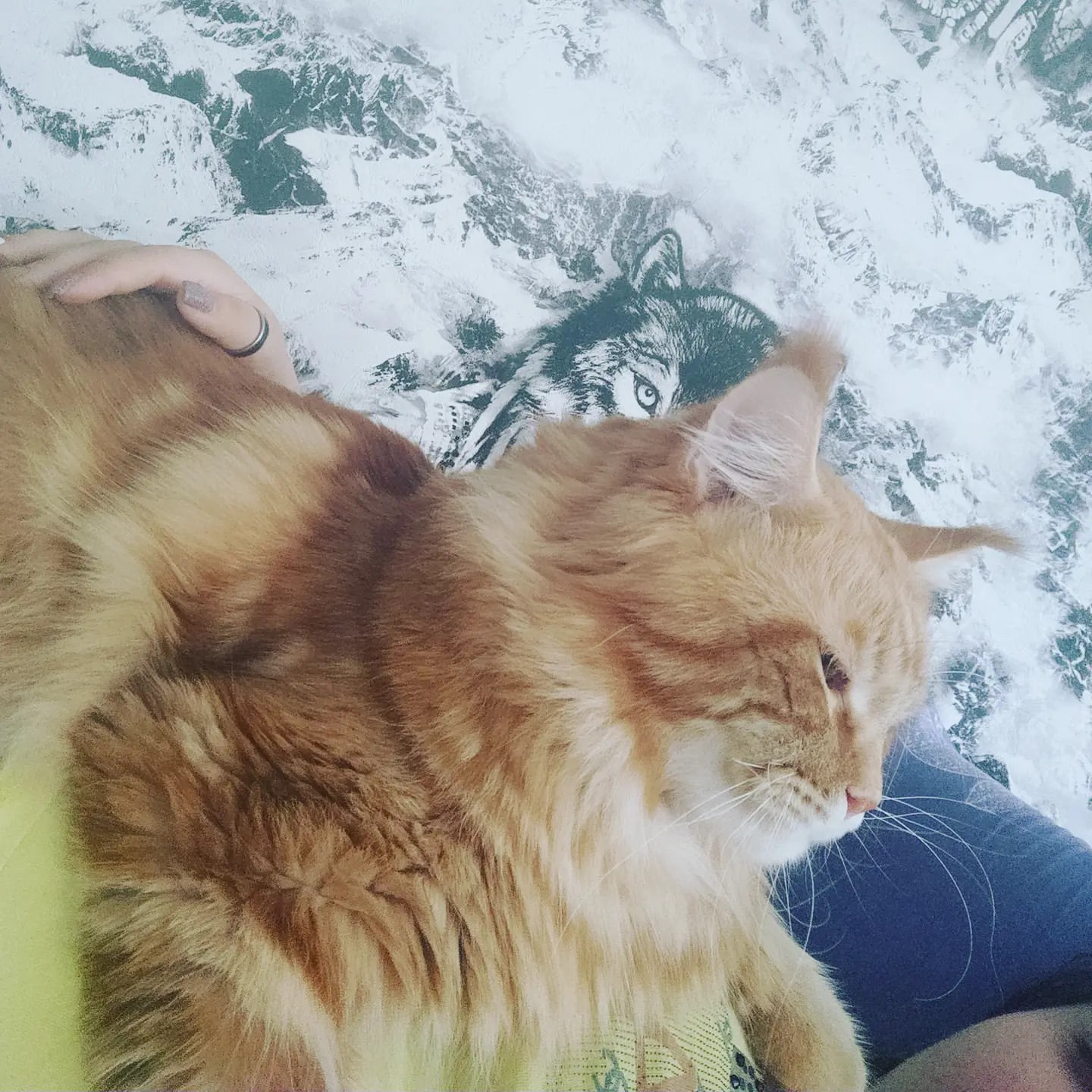 natalya_alekseevnad в LOOKY. . Ох уж эта рыжая любо...