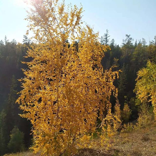 filippov_dmitriy в LOOKY. #золотаяосень,#табагинскиймыс. Көмүс күһүн. #золота...
