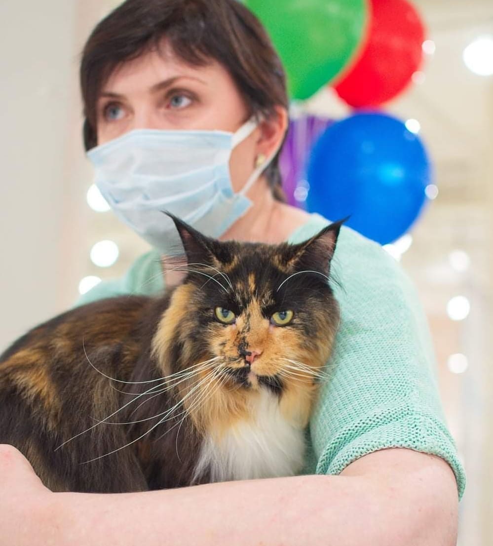 mycatgrooming in LOOKY. #грумингкошек,#грумингкошекмосква,#грумеркошекмосква,#выставочныйгрумингкошек,#шоугрумингкошек,#экспрессгрумингкошек,#выставкакошек,#минск,#unioncats,#catgroomer,#catgrooming,#catbeauty,#showgrooming,#catshowgrooming,#catshow,#wcf,#wcfworldshow. Обычно я не делаю по...