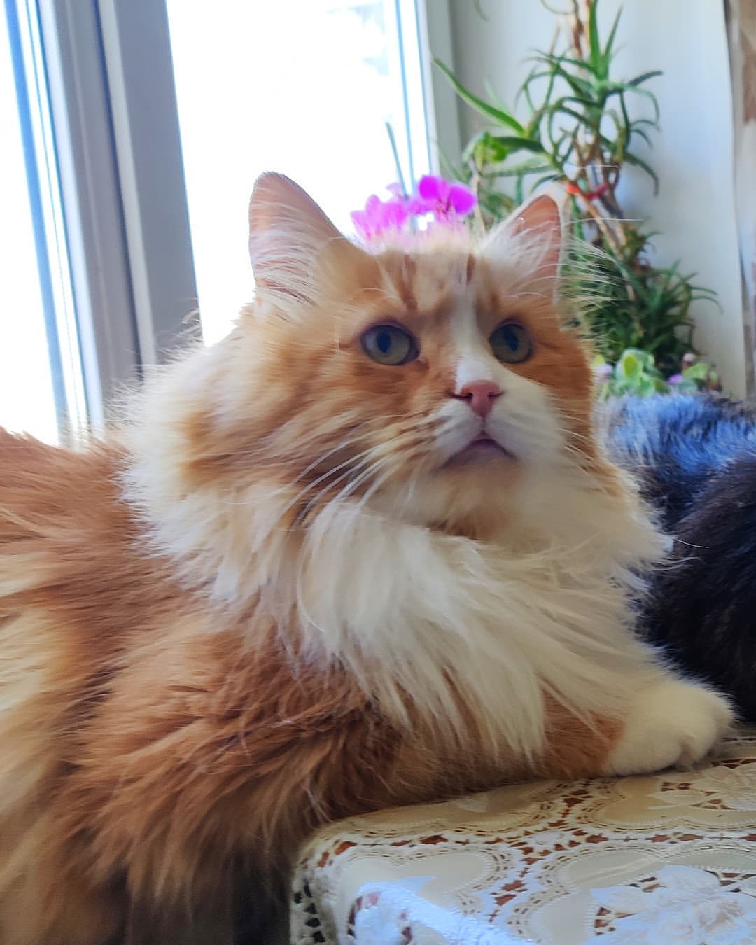 barmotusha в LOOKY — Жду всех домой! ❤❤❤🐱🐾#котдня #мойкотэ  #барматушинюбилей  