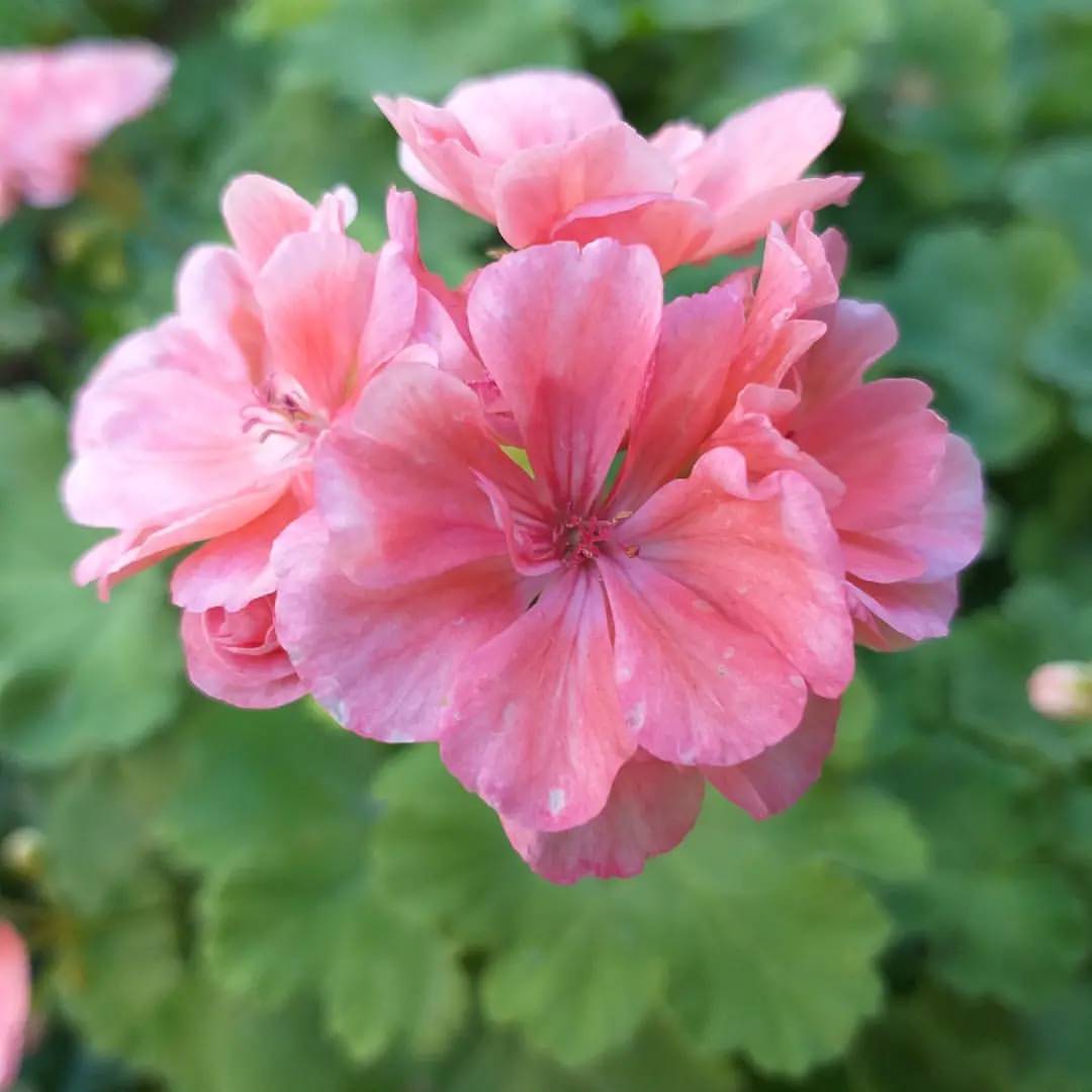pelargonium_krd в LOOKY — фото 3