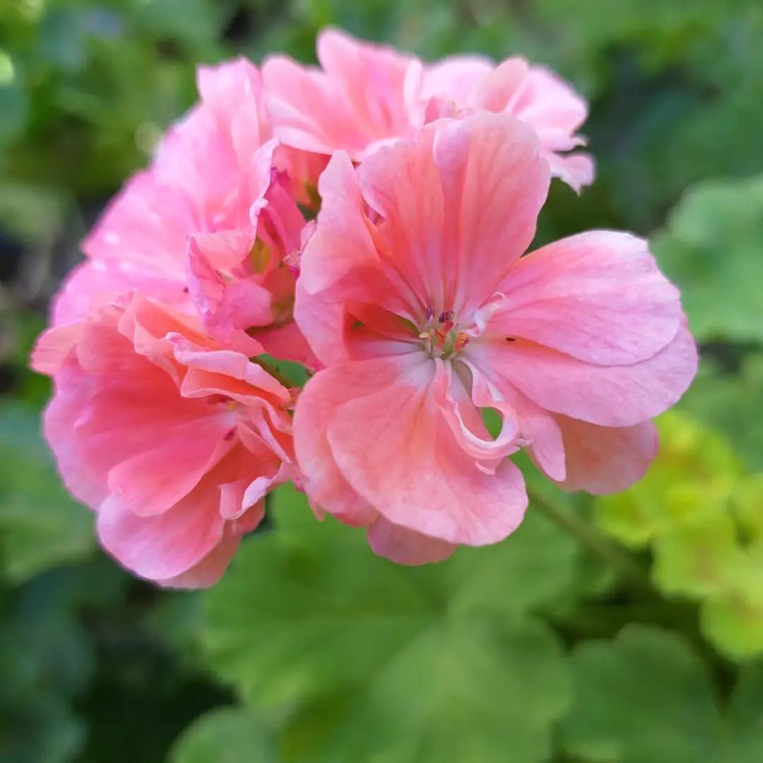 pelargonium_krd в LOOKY — фото 2