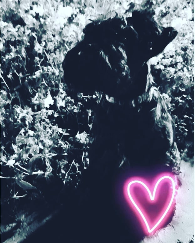 elvira_sam_ в LOOKY. . На ночь глядя 🐾