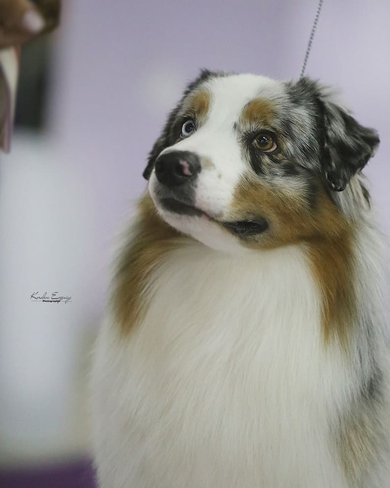 iz_doma_korolevoi_kennel в LOOKY — фото 2