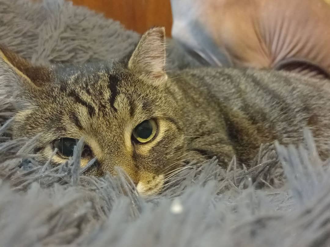gotfry в LOOKY. . 🐱