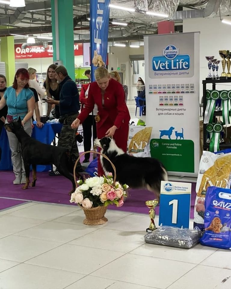 iz_doma_korolevoi_kennel в LOOKY — фото 2